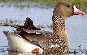 Greater White-fronted Goose