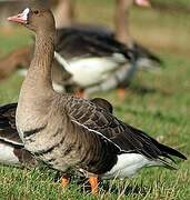 Greater White-fronted Goose