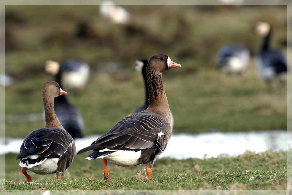 Greater White-fronted Goose