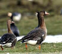 Greater White-fronted Goose