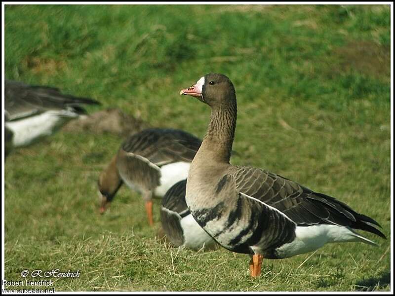 Greater White-fronted Gooseadult, identification