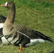 Greater White-fronted Goose