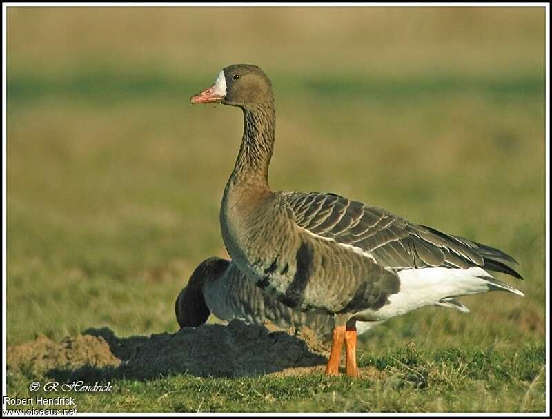 Oie rieuseadulte, identification