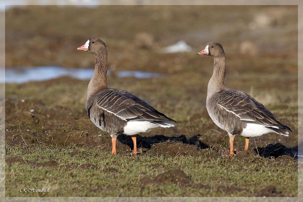 Greater White-fronted Goose