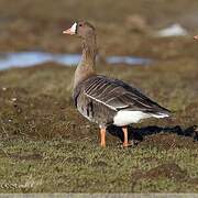 Greater White-fronted Goose