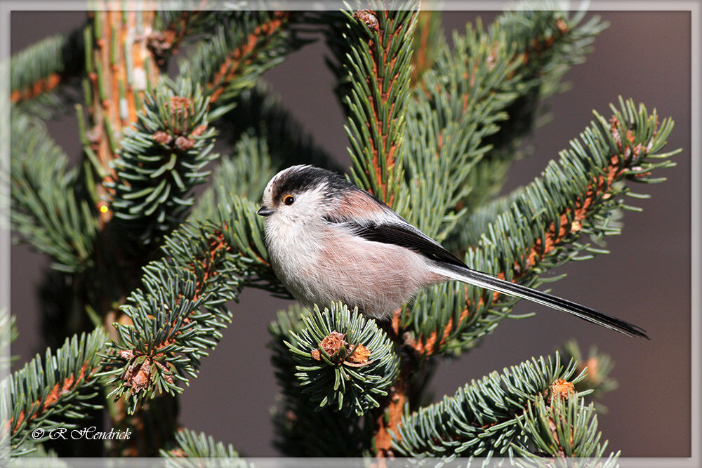 Long-tailed Tit