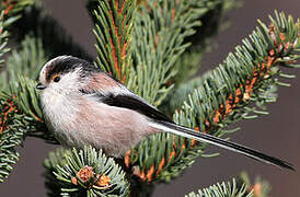 Long-tailed Tit