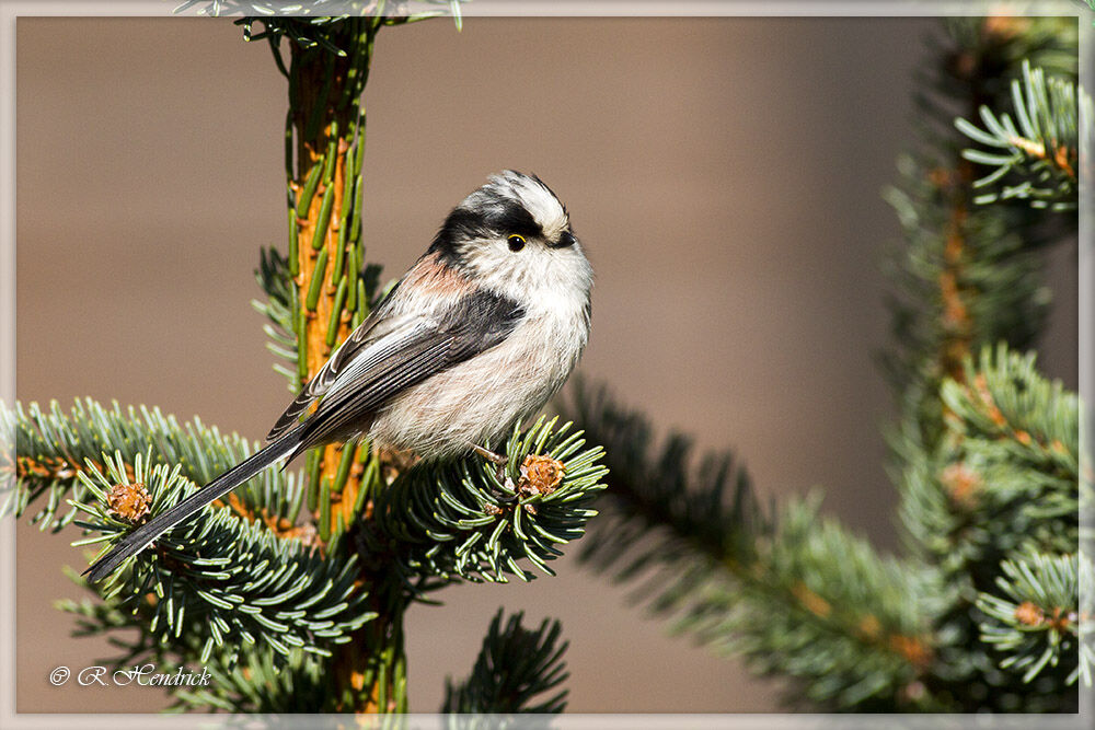 Long-tailed Tit