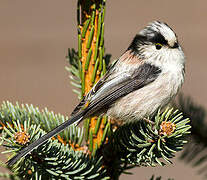 Long-tailed Tit