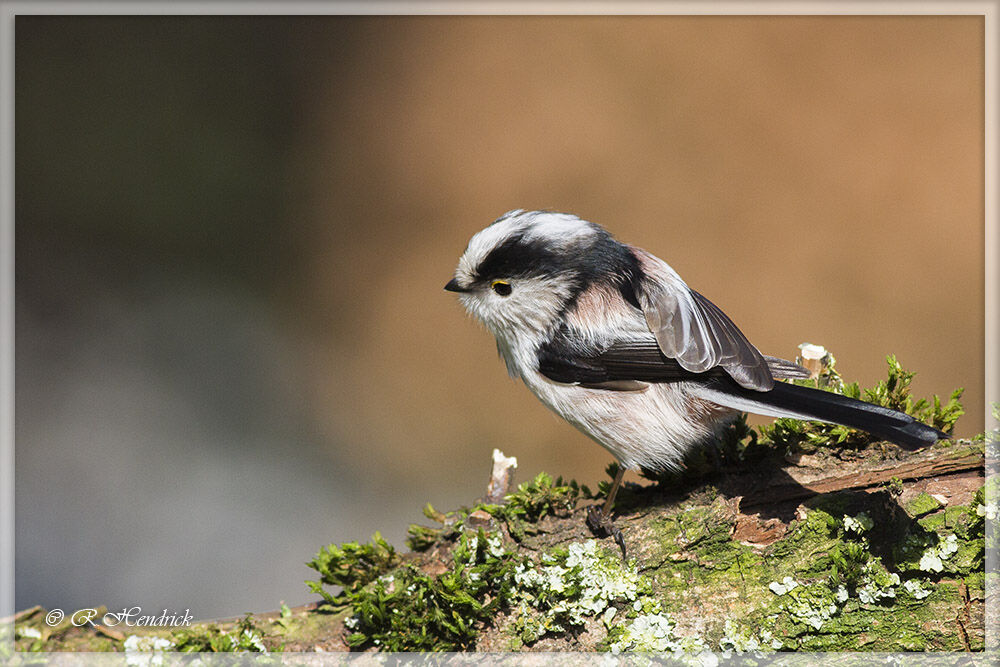 Long-tailed Tit