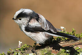 Long-tailed Tit