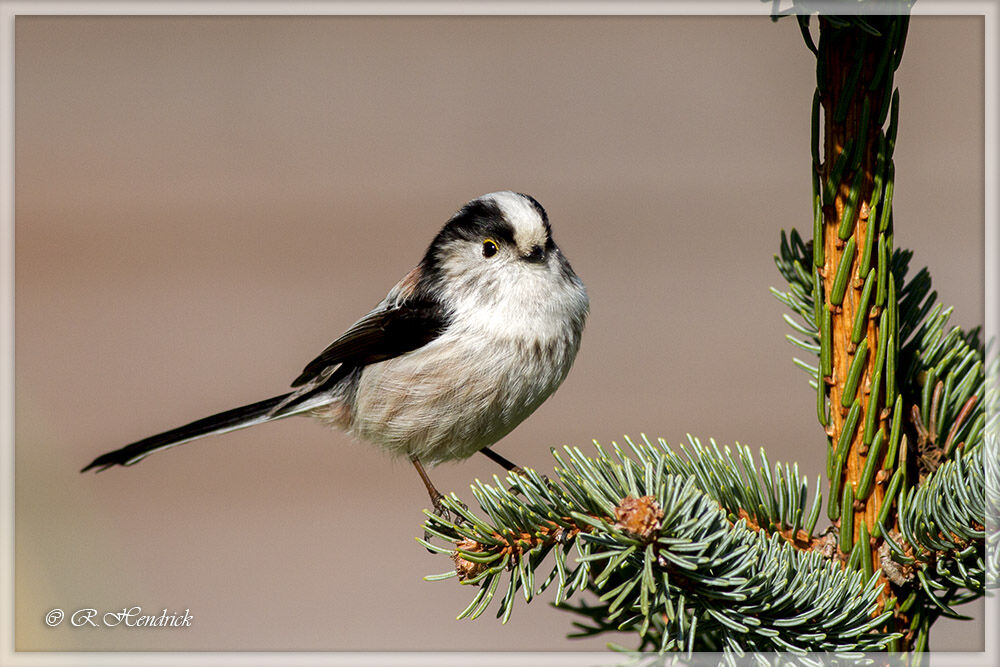 Long-tailed Tit