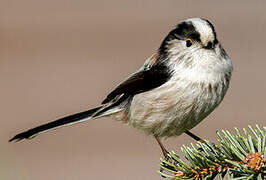 Long-tailed Tit