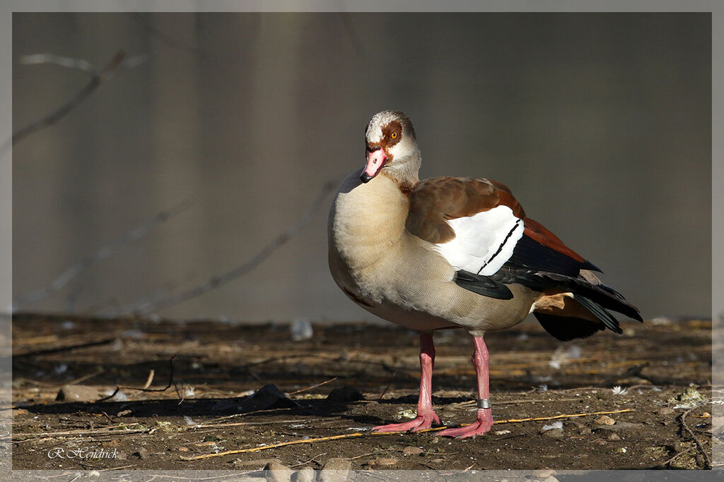 Egyptian Goose