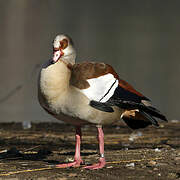 Egyptian Goose