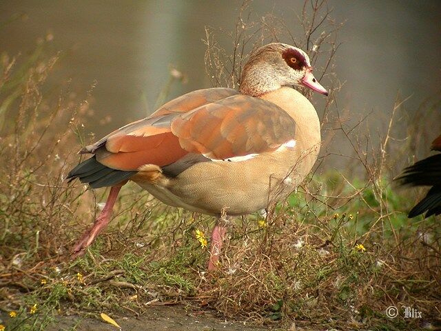 Egyptian Goose