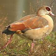 Egyptian Goose