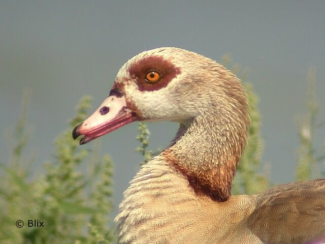 Egyptian Goose