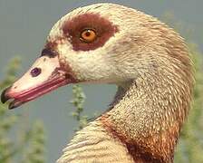 Egyptian Goose