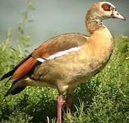 Egyptian Goose