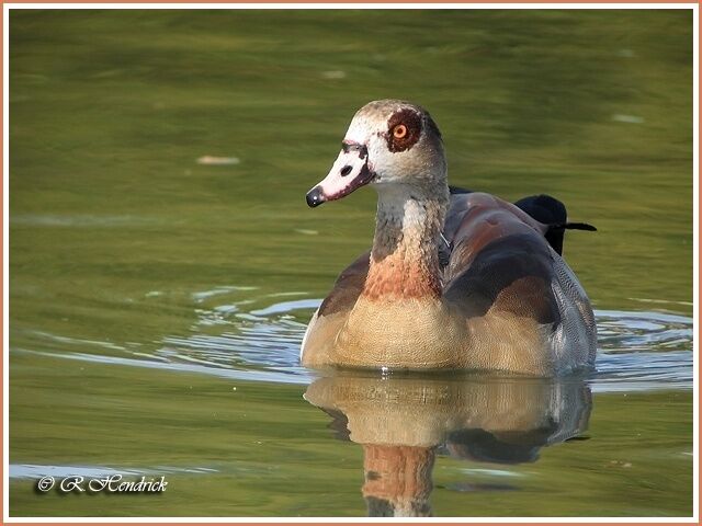 Egyptian Goose