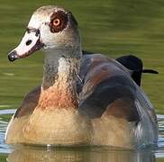 Egyptian Goose