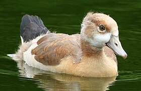 Egyptian Goose