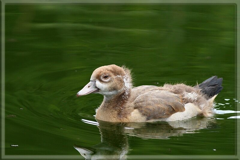 Egyptian Goosejuvenile, identification