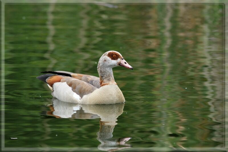 Egyptian Goose