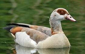 Egyptian Goose