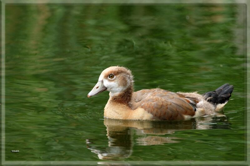 Egyptian Goose