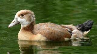 Egyptian Goose