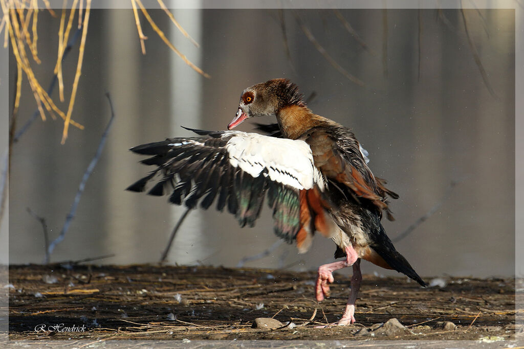 Egyptian Goose