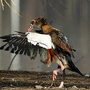 Egyptian Goose