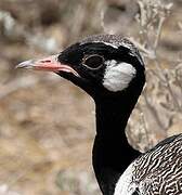 Northern Black Korhaan