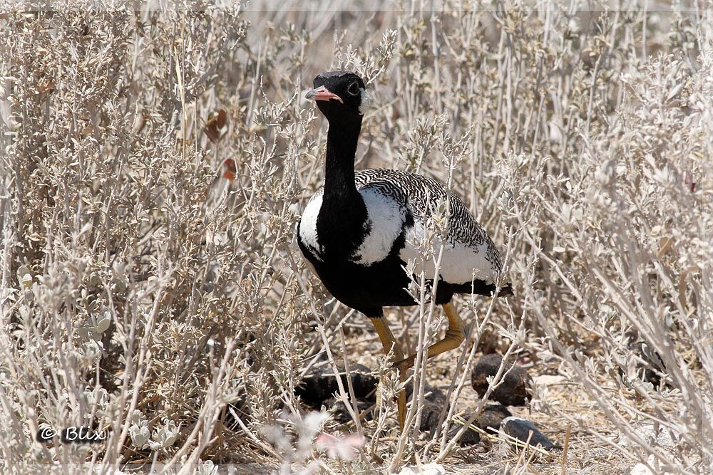 Northern Black Korhaan