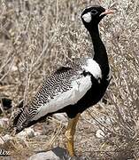 Northern Black Korhaan