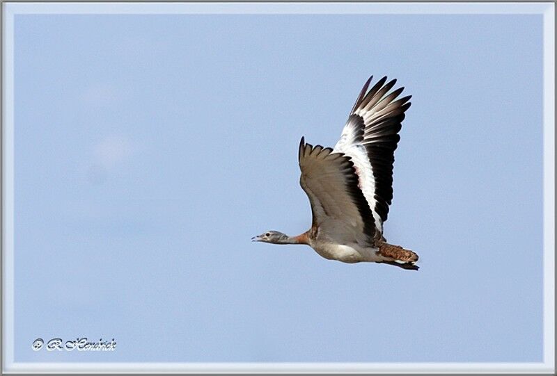 Great Bustard