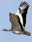 Great Bustard