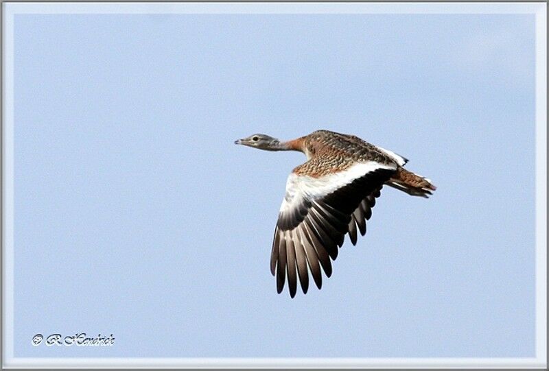 Great Bustard