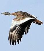 Great Bustard