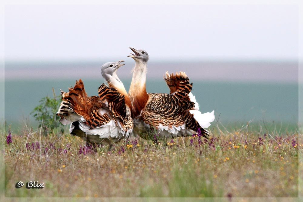 Great Bustard