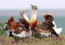 Great Bustard