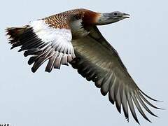 Great Bustard