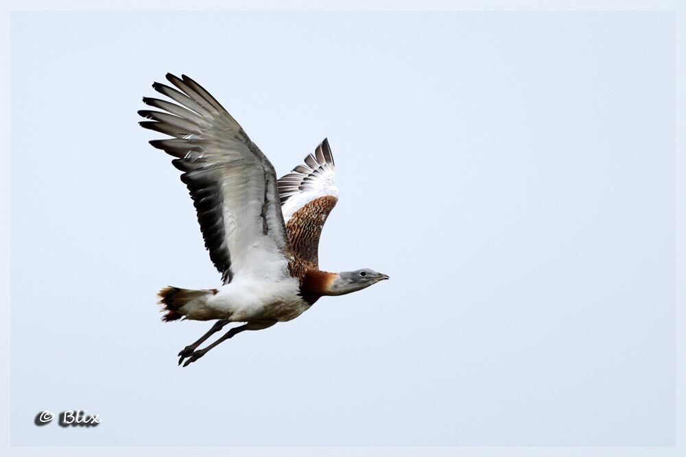 Great Bustard