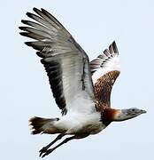 Great Bustard