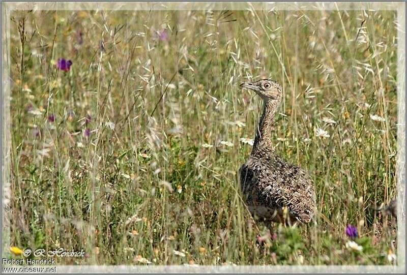 Little Bustard female