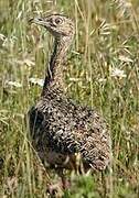 Little Bustard