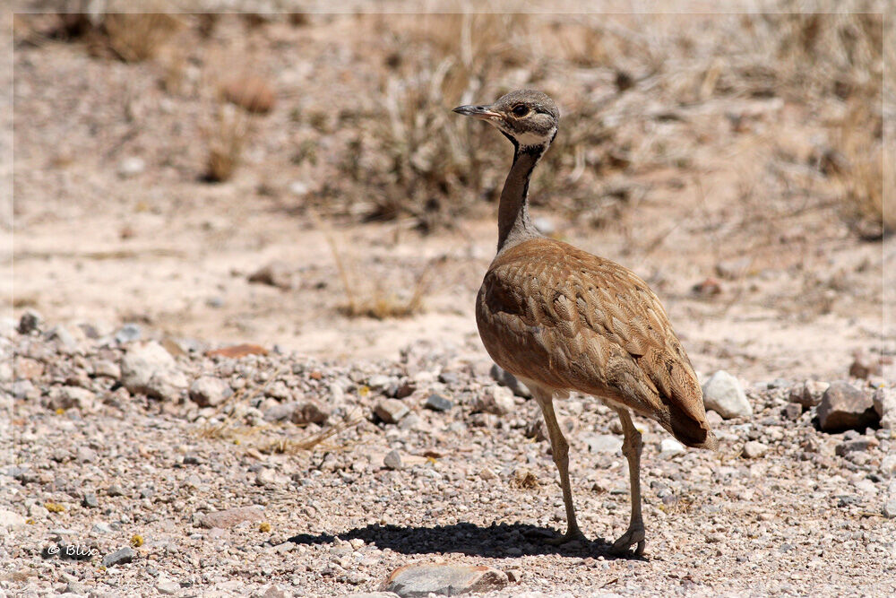 Rüppell's Korhaan