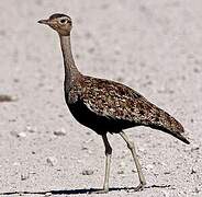 Red-crested Korhaan